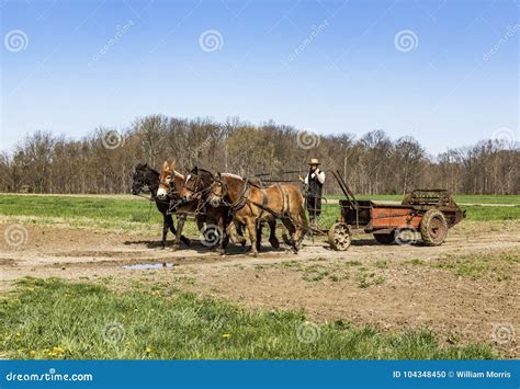 Amish Getting the Fields Ready. Editorial Image - Image of domestic, trees: 104348450