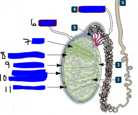 W1 Male Reproductive System Histology Flashcards Quizlet