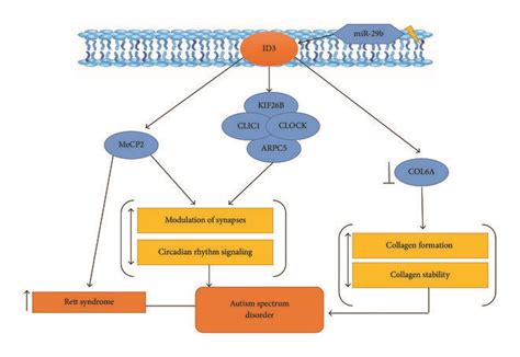 Id Signaling Pathway Proposed In Development Of Autism Spectrum