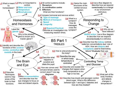 Aqa Gcse Biology B Homeostasis In Action All Lessons Hot Sex Picture