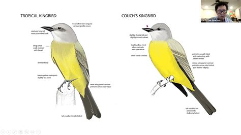 Cassins Kingbird Vs Western Kingbird