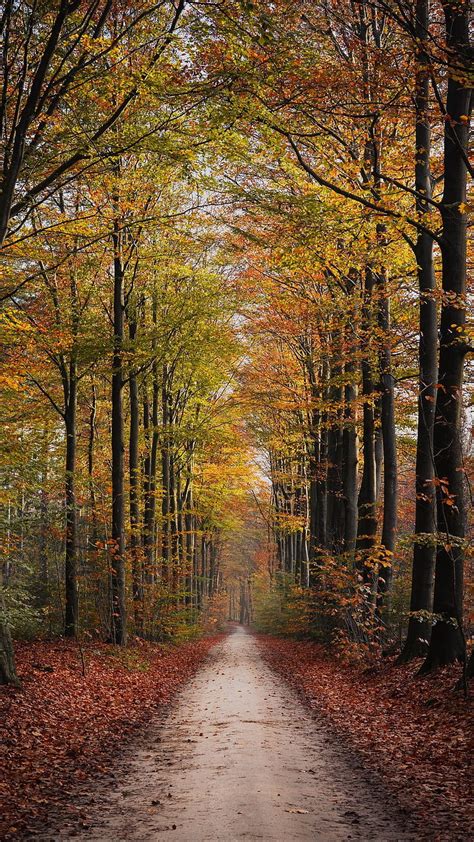 Path Forest Nature Pathway Trees HD Phone Wallpaper Peakpx