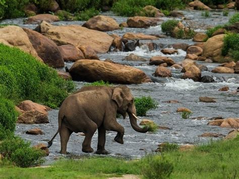 Parambikulam Wildlife Sanctuary Pollachi Timings Safari Cost Best