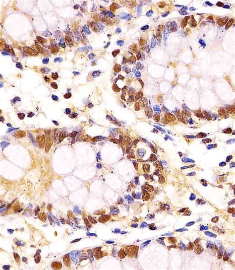 Gapdh Antibody Purified Mouse Monoclonal Antibody Mab Wb Fc Ihc P