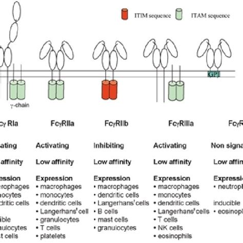 Fc Receptors In The Initiation And Progression Of Sle Pathogenesis