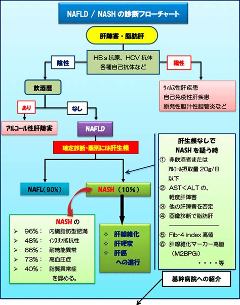 石澤敦クリニック 石澤敦のメディカルインフォ 脂肪肝（肥満症のもう一つの側面）