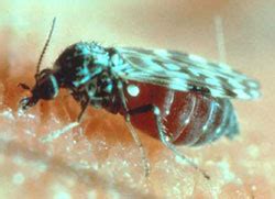 Biting Midges | Public Health and Medical Entomology | Purdue | Biology | Entomology | Insects ...