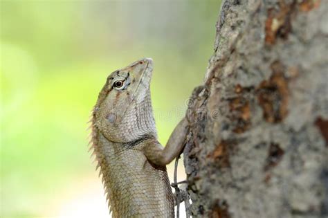 A Lizard Climbing The Tree Stock Image Image Of Creepy 22059043