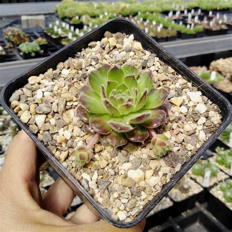 Sempervivum Sunkist Dw Uhlig Kakteen More Than 5 000 Different