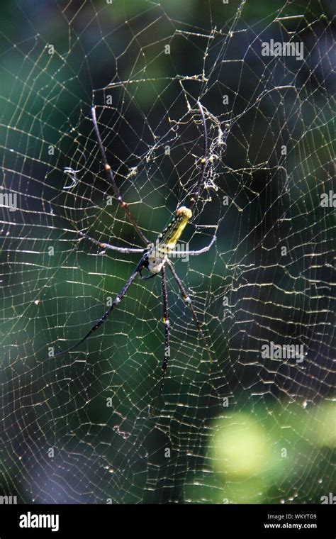 Gelbe Spinne In Bali Stockfotografie Alamy