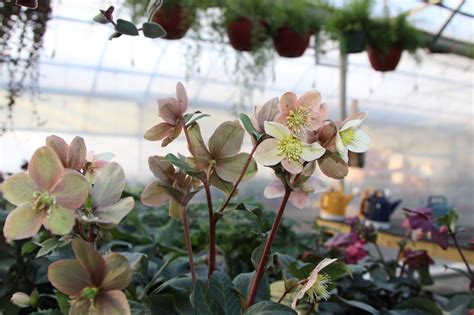 Hellebores Meadow View Greenhouse Garden Center