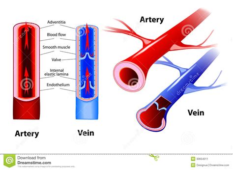 artery clipart clipground