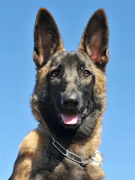 Why Is The Belgian Malinois Used As A Police & Military Working Dog ...