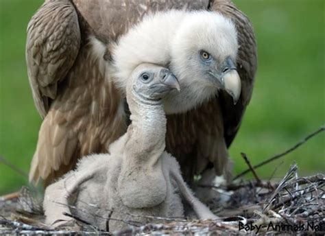 Baby Vulture 9 Babyvulture Vulture Cutevulture Littlevulture