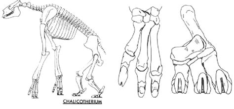 19 Skeleton Hand And Foot Of Chalicotherium Grande Closely Related