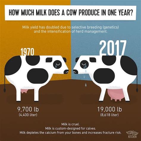 Cows Produce Milk