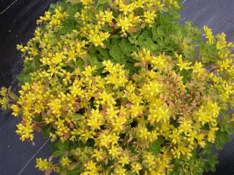 Sedum ‘czars Gold Hybridum Orpin Stonecrop Jardins Michel Corbeil