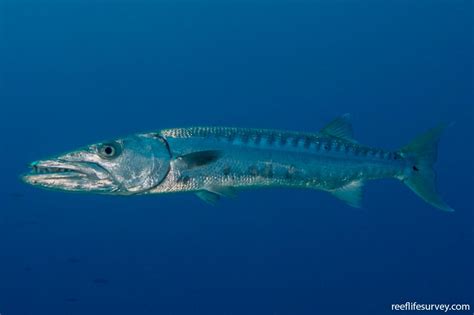 Sphyraena barracuda - Great Barracuda | Reef Life Survey