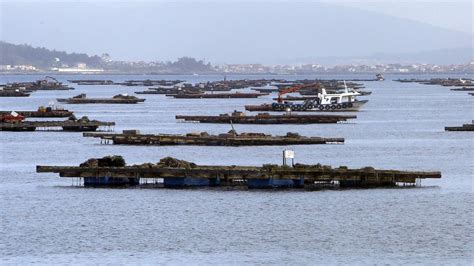 Las bateas de mejillón amenazan el ecosistema de varias rías gallegas