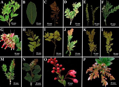 Estudio Demuestra La Presencia De Especies De Frutillas Andinas E