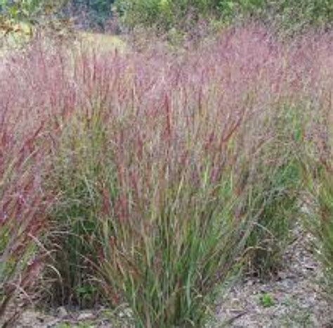 Panicum Virgatum Shenandoah Switchgrass Northport Native Garden Initiative