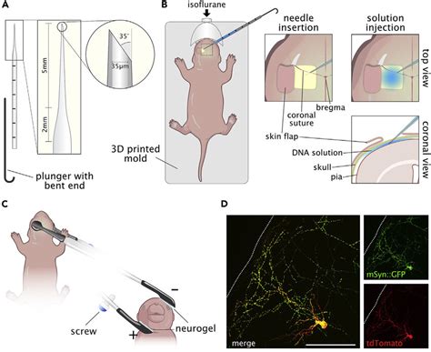 Neonatal Pial Surface Electroporation Schematics A Schematics Of A