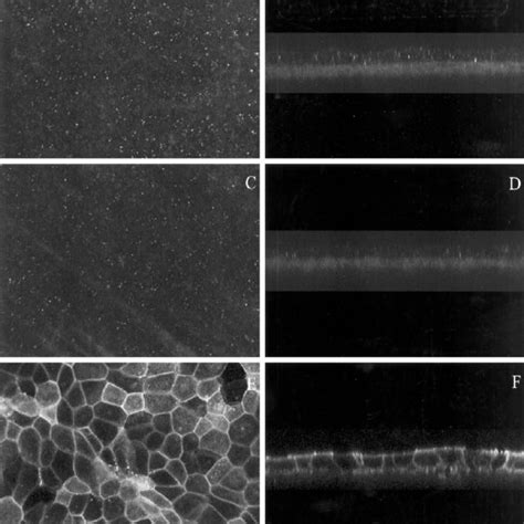 Localization Of Integrin Receptors In Mdck Cells Mdck Cells Grown On Download Scientific