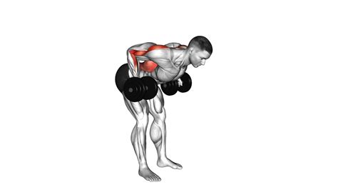 Dumbbell Bent Over Reverse Row Video Guide Tips