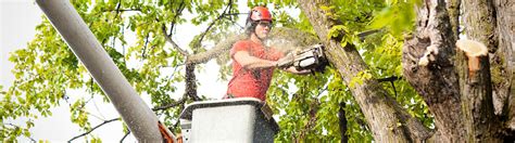 Tree Service Richmond Va White Oak Landscaping And Grading Llc