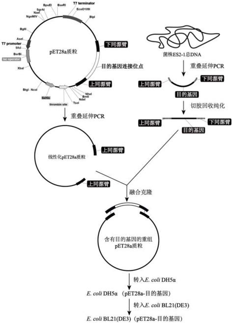 一种三组分氧化体系及其在降解4 羟基雌酮中的应用