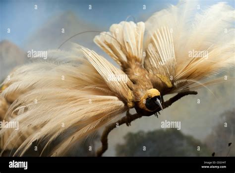 Bird of paradise feathers hi-res stock photography and images - Alamy