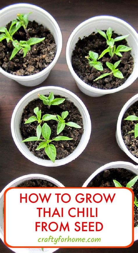 Growing Chilli Plants Indoors : 16 Tips On Growing Hot Chilli Peppers In A Cold Climate 4 Steps ...