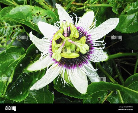 Surrounded By Passionflower Fruit Hi Res Stock Photography And Images