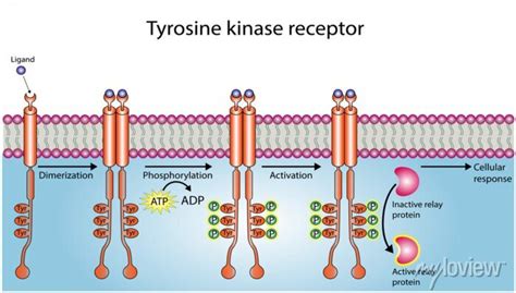 Tyrosine Kinase Receptor Dimerization Phosphorylation Activation