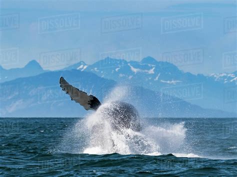 Sequence Breaching Whale Humpback Whale Megaptera Novaeangliae