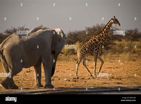 Africa Giraffe And Elephant Hi Res Stock Photography And Images Alamy