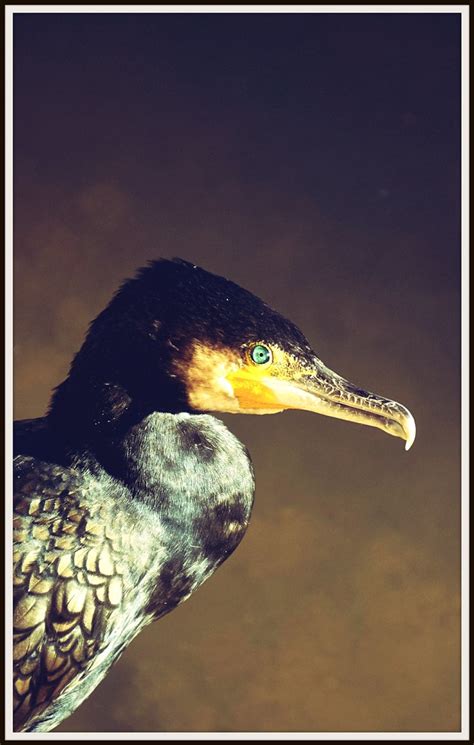 Cormorán Alberto Sarasua Flickr