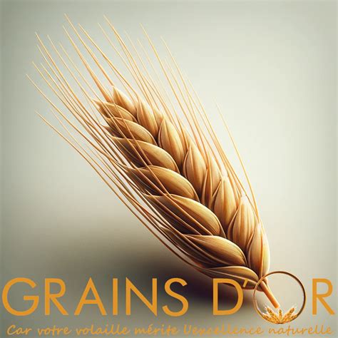 Orge En Grain Grains D Or