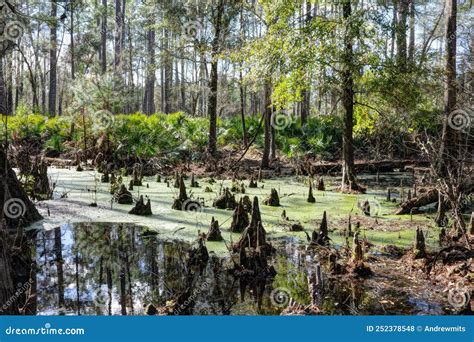 Scenic Florida Swamp And Forest Landscape Stock Photo Image Of