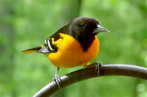 Bright Orange Bird