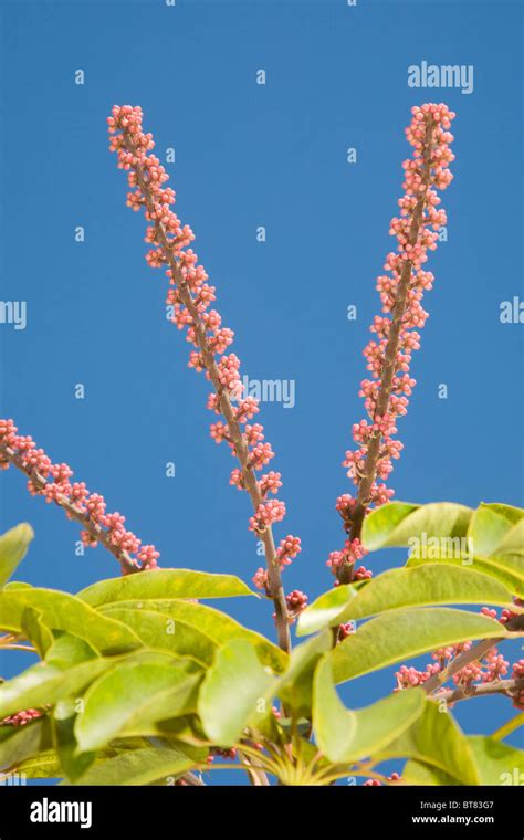 Brassaia Actinophylla Hi Res Stock Photography And Images Alamy