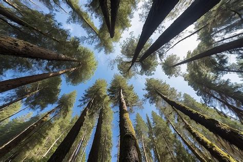 Premium Photo View Up To The Treetops In A Forest Near Port Renfrew