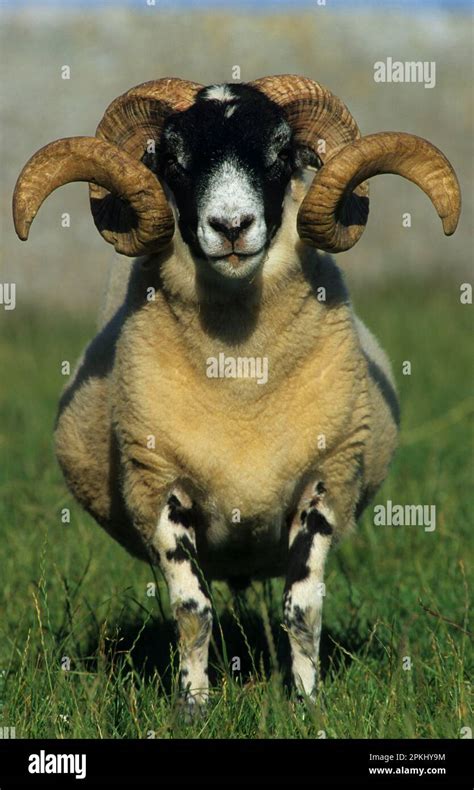 Black Faced Sheep Ovis Aries Ram With Spiral Horns Close Up