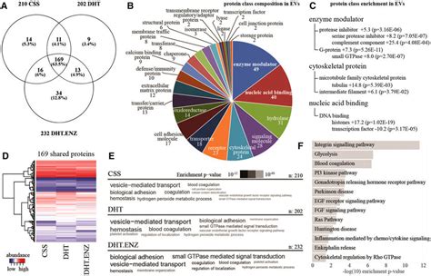 Protein Composition In Lncap Evs A Venn Diagram Showing The Overlap