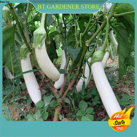 Pcs Benih Terung Putih White Eggplant Seed Ready Stock Sarawak