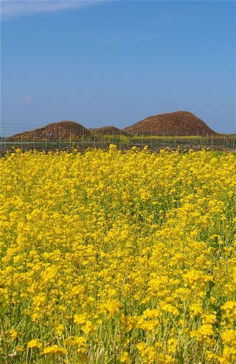 菜の花のじゅうたんに囲まれる新原・奴山古墳群古墳 世界遺産彩る菜の花 福津市の新原・奴山古墳群【動画】 写真・画像11｜【西日本