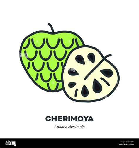 Cherimoya Icon Outline With Color Fill Style Vector Illustration