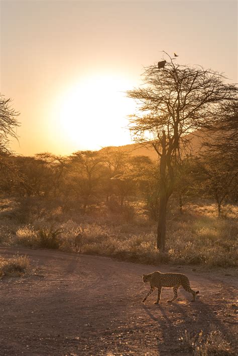 Namibia wildlife on Behance