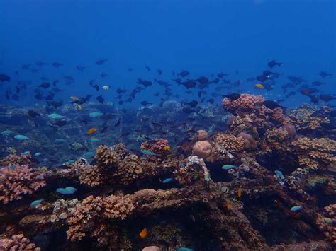 Artificial Reef Teguh Ostenriks Underwater Art Installations Reviving