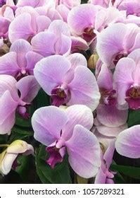 Flowering Moth Orchids Phalaenopsis Cultivars Beautiful Stock Photo